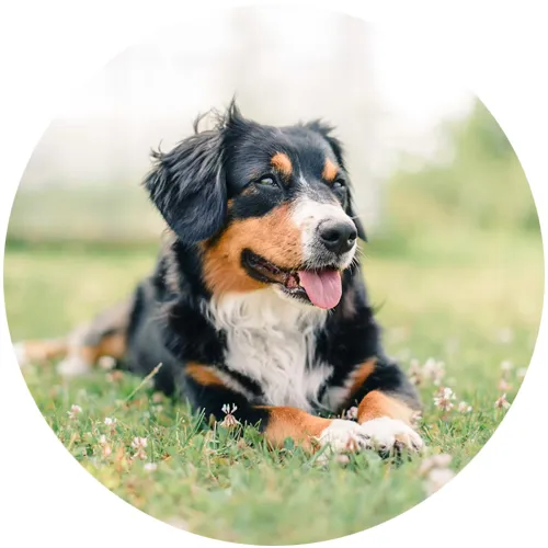 Happy Bernese Mountain Dog lying in the grass