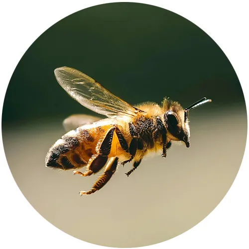Close-up of a honeybee in flight
