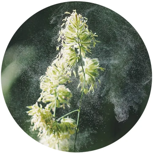 Grass flower releasing a cloud of pollen in sunlight